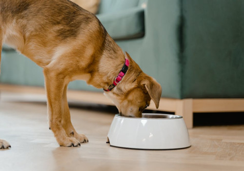 Tips voor het uitzoeken van gezonde voeding voor honden